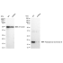 KD-Validated PPIB Rabbit mAb (20 μl)
