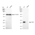 KD-Validated Rab9 Rabbit mAb (20 μl)