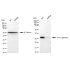 KD-Validated YWHAG Rabbit mAb (20 μl)