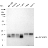 KD-Validated EIF4EBP1 Rabbit mAb (20 μl)