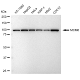 KD-Validated MCM6 Rabbit mAb (20 μl)
