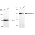 KD-Validated NUP155 Rabbit mAb (20 μl)