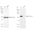 KD-Validated CRT Rabbit mAb (20 μl)