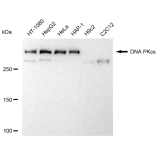 KD-Validated PRKDC Rabbit mAb (20 μl)