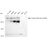 KD-Validated Phospho-PRKDC (S2056) Rabbit mAb (20 μl)