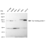 KD-Validated TAX1BP1 Rabbit mAb (20 μl)