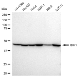 KD-Validated IDH1 Rabbit mAb (20 μl)