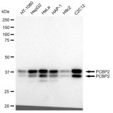 KD-Validated PCBP2 Rabbit mAb (20 μl)