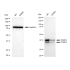 KD-Validated PCBP2 Rabbit mAb (20 μl)