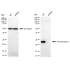 KD-Validated PRDX1 Rabbit mAb (20 μl)