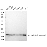 KD-Validated PPIF Rabbit mAb (20 μl)