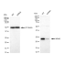 KD-Validated MRAS Rabbit mAb (20 μl)