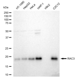 KD-Validated RAC3 Rabbit mAb (20 μl)