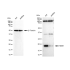 KD-Validated NME1 Rabbit mAb (20 μl)