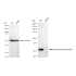 KD-Validated SDCBP Rabbit mAb (20 μl)