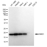 KD-Validated NME1 Rabbit mAb (20 μl)