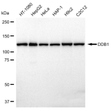 KD-Validated DDB1 Rabbit mAb (20 μl)