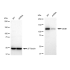 KD-Validated DDB1 Rabbit mAb (20 μl)