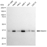 KD-Validated RAD51 Rabbit mAb (20 μl)