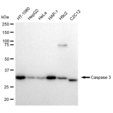 KD-Validated CASP3 Rabbit mAb (20 μl)