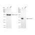 KD-Validated CASP3 Rabbit mAb (20 μl)