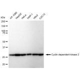KD-Validated CDK2 Rabbit mAb (20 μl)