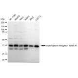 KD-Validated TCEA1 Rabbit mAb (20 μl)