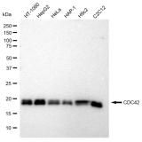 KD-Validated CDC42 Rabbit mAb (20 μl)