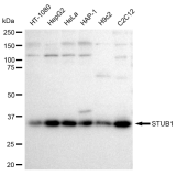 KD-Validated STUB1 Rabbit mAb (20 μl)