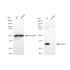 KD-Validated STUB1 Rabbit mAb (20 μl)