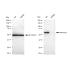 KD-Validated PPP3CA Rabbit mAb (20 μl)