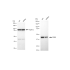 KD-Validated DDB2 Rabbit mAb (20 μl)