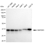 KD-Validated MAP2K3 Rabbit mAb (20 μl)