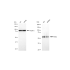 KD-Validated PAK2 Rabbit mAb (20 μl)