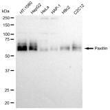 KD-Validated PXN Rabbit mAb (20 μl)