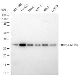 KD-Validated CHMP2B Rabbit mAb (20 μl)
