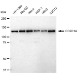 KD-Validated CC2D1A Rabbit mAb (20 μl)
