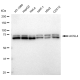 KD-Validated ACSL4 Rabbit mAb (20 μl)