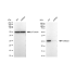 KD-Validated BRMS1 Rabbit mAb (20 μl)