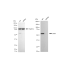 KD-Validated CAP1 Rabbit mAb (20 μl)