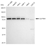 KD-Validated CLPTM1 Rabbit mAb (20 μl)