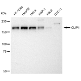 KD-Validated CLIP1 Rabbit mAb (20 μl)