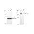 KD-Validated CLIP1 Rabbit mAb (20 μl)