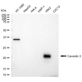 KD-Validated CAV3 Rabbit mAb (20 μl)