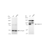 KD-Validated CTNND1 Rabbit mAb (20 μl)