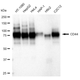 KD-Validated CD44 Rabbit mAb (20 μl)