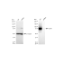 KD-Validated CD44 Rabbit mAb (20 μl)