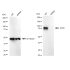 KD-Validated CD44 Rabbit mAb (20 μl)
