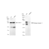 KD-Validated BIN1 Rabbit mAb (20 μl)
