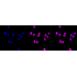 KD-Validated BIN1 Rabbit mAb (20 μl)